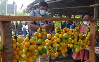 ยโสธรชาวบ้านเก็บลูกยางป่าไปขายเป็นรายได้ในช่วงหน้าแล้ง