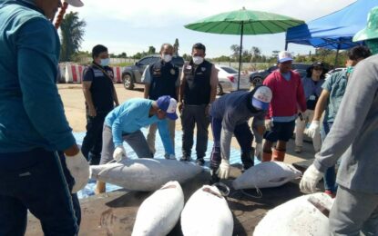 ประมงจังหวัด​ภูเก็ต​ติดตามการขนถ่ายสัตว์น้ำเรือประมงเบ็ดราวทูน่าสัญชาติไต้หวัน จำนวน 3 ลำ