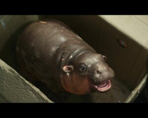 ส่อง!ความน่ารัก “หมูเด้ง” ครั้งแรกโลดแล่นบนแผ่นฟิล์ม ดึงทีมซีจีมือดีปั้นฮิปโปซุป’ตาร์ใน “ฟู้ดทรัค ลัก(รัก)หมูเด้ง”