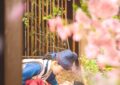 เคมีเกินต้าน! “อิมยุนอา-อีแชมิน” ส่งซีรีส์ เมนูรักพิชิตใจราชา (Bon Appétit, Your Majesty) ครองใจผู้ชมทั่วโลก พุ่งแรงขึ้นอันดับ 2 ซีรีส์ภาษาต่างประเทศที่มียอดรับชมสูงสุดทั่วโลกบน Netflix